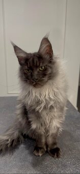 Maine coon,  mainská mývalia s PP - kocúrik - 10