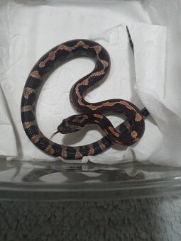 Užovka americká, Pantherophis guttatus, odchov - 10