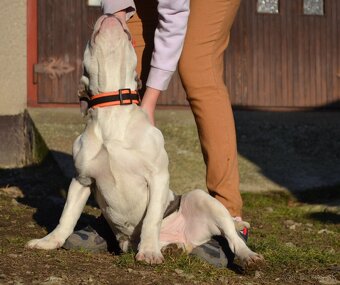 American bully - NIKE - rezervovaný do 11.10. - 10
