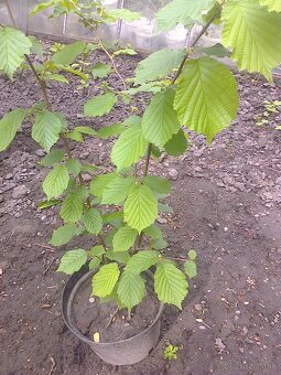 Josty .,ríbezle .egreš ,černice ,lieska.... - 10