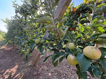 Na predaj: Ovocná záhrada v Leviciach - 10