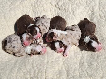 Austrálsky ovčiak- krytie, PP - 10