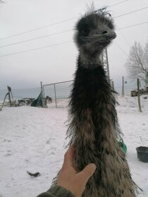 Pštros emu hnedý - 10