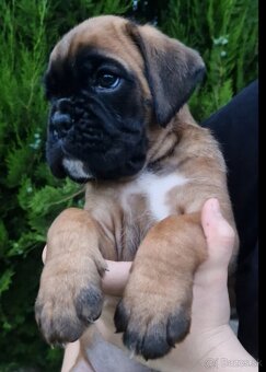 Nemecky boxer s pp - - 10