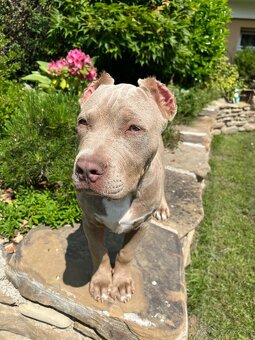 American bully XL - 10