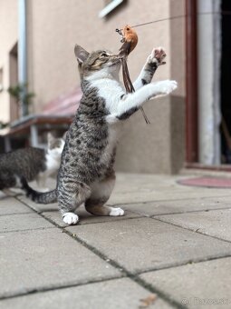 Mačiatko darujem - 10