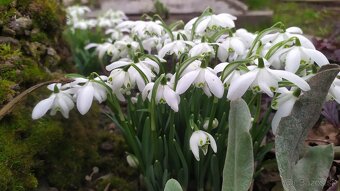 Predám MODRICU ARMÉNSKU a NARCIS, SNEŽIENKY cibulky - 10