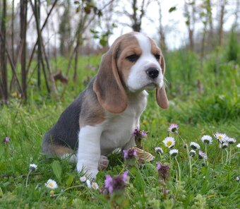 Bigel, bigl, beagle s PP - 10