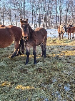 Predam tazne zriebata - 10