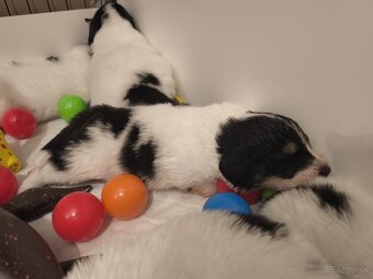 Šteniatka plemena Tornjak s PP - 10