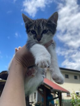 1/2 Mainská mývalia mačka/kocúr (Maine Coon) - 10