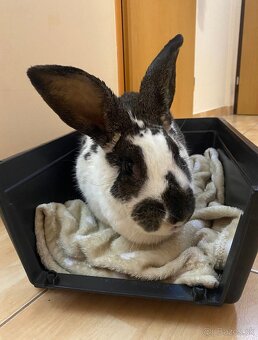 Zajkovia na Adopciu - 10