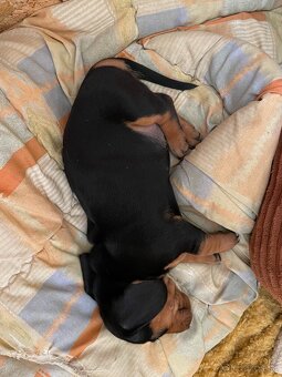 🐶 Na predaj – Šteniatka jazvečíka krátkosrstého štandard - 10