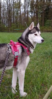 Sibiřský husky bez PP - poslední 3 kluci - 10