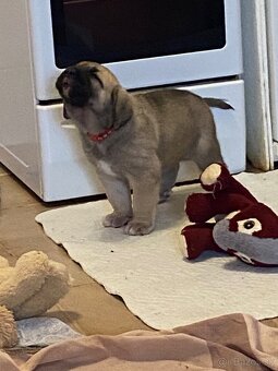 Španělský mastin štěňátka k odběru od 20.1. - 10