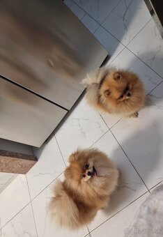 Pomeranian orange - 10