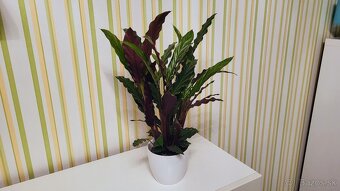 Calathea rufibarba - 10