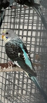 Blackwing andulky - 10