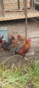 Kohúty Marans čierna medenokrká a iné - 10
