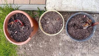 Predám rôzne trvalky - 10