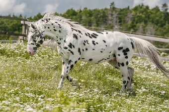 Klisna Appaloosa Horse - 10