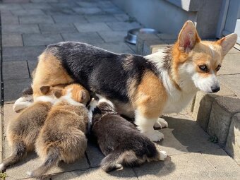 Welsh corgi pembroke s PP - 10