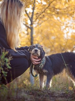 Darujem malú strapatú sučku Ariel - mix jazvečík, bradáč - 10