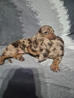 Jazvečik trpasliči - 10