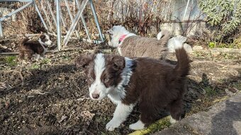 Border kólia, hnedá - 10