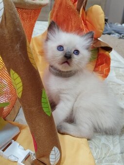 Ragdoll mačiatká - 10
