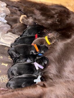 Flat coated retriever Vrh "A" - 10
