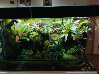 Terarium - 10