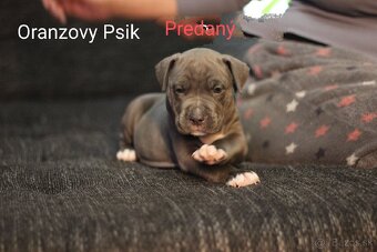 Predám šteniatka americkeho stafforda - 10