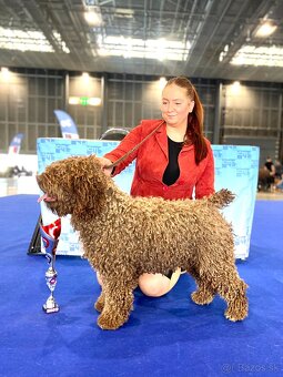 Španielsky vodný pes - Perro De Agua Español - s PP - 10