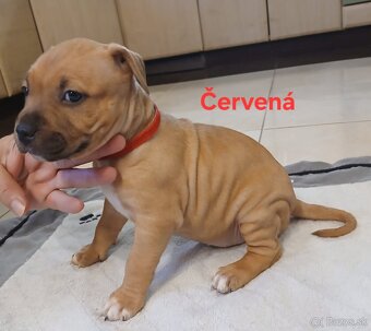 Americký stafordšírsky teriér - 10