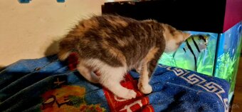 Darujem mačiatka - 10