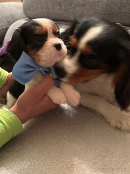 Cavalier King Charles Španiel - 10