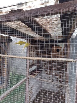 Papagáj spevavy - 10