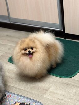 Pomeranian mini - 10