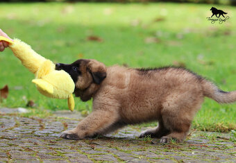 Belgický ovčiak Tervueren - štěňátka s PP - 10