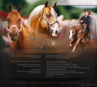 Palomino klisna American Quarter Horse po rodičích s LTE - 10