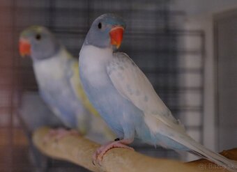 Alexander malý aqua - 10