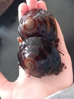 Slimak africký - 10