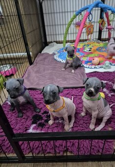 Americký bezsrstý teriér - 10