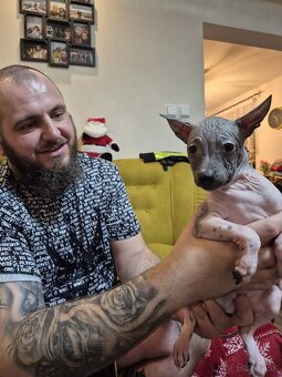 Americký bezsrstý teriér - 10