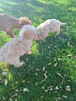 Maltipoo - 10