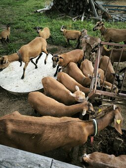 Predám ovce a kozy 100% AN - 10