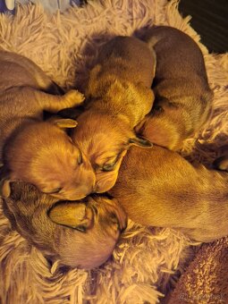 Jazvečík Hladkosrstý - 10