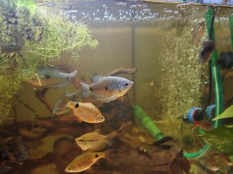 Predám akvarijné rybičky - 10