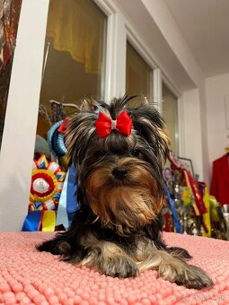 York, Yorkshire, Yorkshirsky terier, mini yorkshire - 10